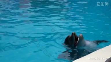 两只海豚进入蓝色水域的特写镜头